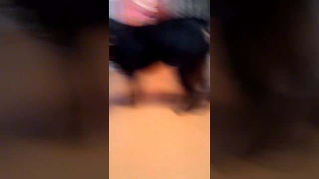 МОЯ БЕШЕНАЯ СОБАКА ОТ УКУСА ДИКОГО КОМАРА!!!!!!!!@ смотреть онлайн