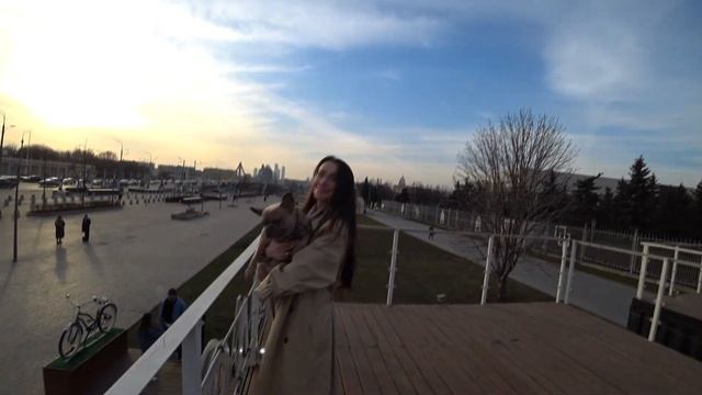 Булочка Киви. Почему стоит завести Французского Бульдога. Как путешествовать с Французским Бульдого смотреть онлайн