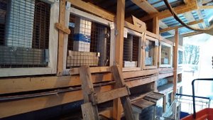 Отсадка КРОЛЬЧАТ % КРОЛИКИ АКСЕЛЕРАТЫ  выращиваются на улице РАЗВЕДЕНИЕ КРОЛИКОВ