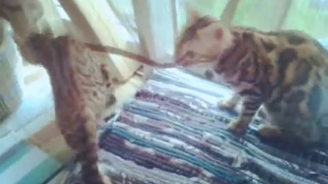 Бенгальские коты