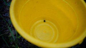 СБОР И ПРОДАЖА ЧЕРНИКИ | ЧЕРНИЧНЫЙ БИЗНЕС ( 1 часть )