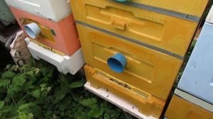 обработка пчел в июне от клеща Варроа пихтовым маслом в 12 рамочном Дадане