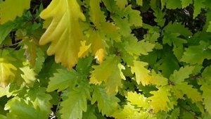 Молодые весенние листья дуба | Жизнь на Юге