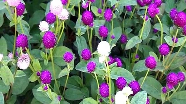 2 ВИДА ГОМФРЕНЫ. Чем похожи и чем отличаются.