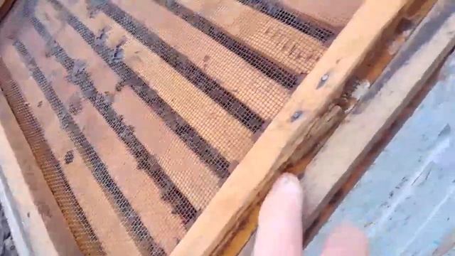 Дальнейшая судьба моей огромной семьи с огромным количеством клеща в зиму. смотреть онлайн