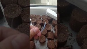 макуха и макушатьник и прес для макухи результаты