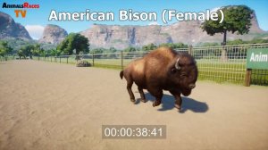Wild Animals Speed Races in Planet Zoo - African Buffalo, American Bison and Black Wildebeest