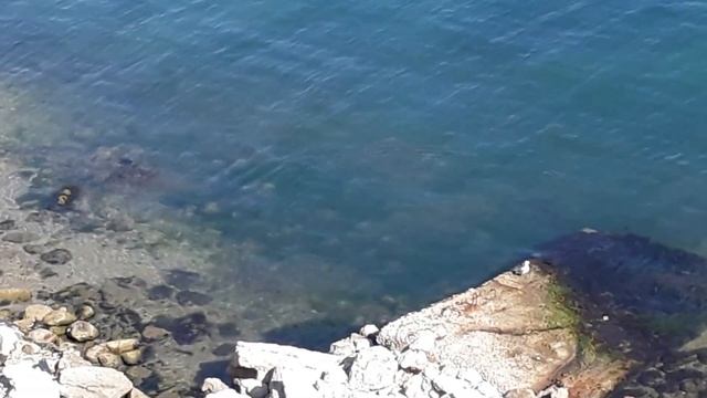 Баклан и чайки?? смотреть онлайн