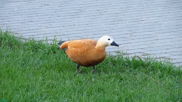 Ducks near the Pond in Moscow 03.05.2012 смотреть онлайн