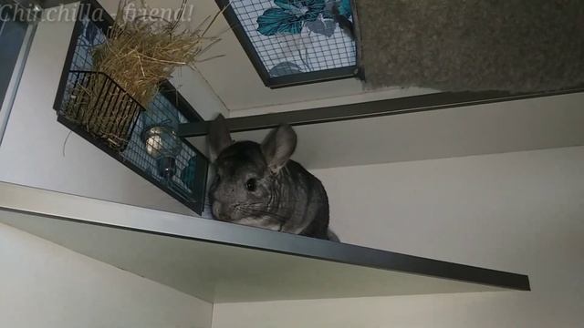 Можно ли шиншиллам сочные корма?
