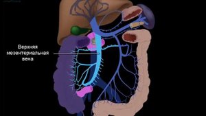 Воротная система печени
