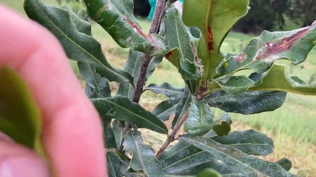 Macadamia leaf damage and a dead tree смотреть онлайн