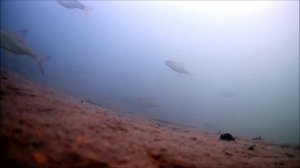 Крупная весенняя плотва!Пензенское водохранилище.