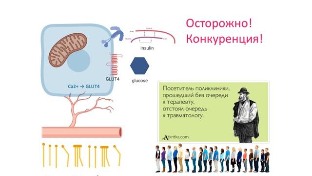 Новое о митохондриях  Ольга Борисова