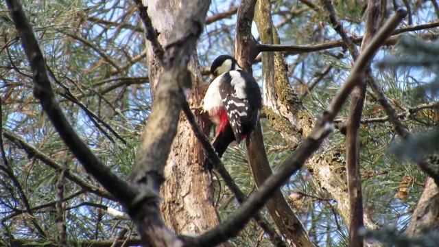 №2755 11 11 2022 Большой пестрый дятел осенью смотреть онлайн