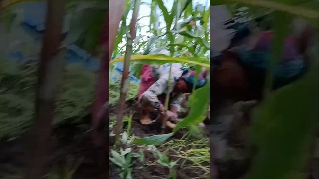 ashare git sangai vaiko Naya video herdinu hola like comment share subscribe garn nvulnu #travel смотреть онлайн