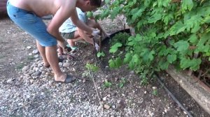 Как быстро можно благоустроить придомовую территорию или приусадебный участок. Просто  и красиво...