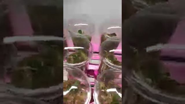 Видео отчёт от моей постоянной покупательницы , ссылка на мои ВК в описании видео и канала