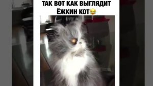 Вот как выглядит ёшкин кот