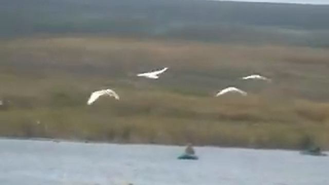 лебеди.flv смотреть онлайн