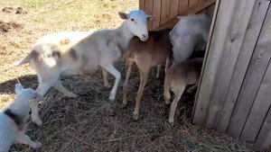 катумские овцы существуют !! жарю речную щуку !! свинья сбежала в поле .