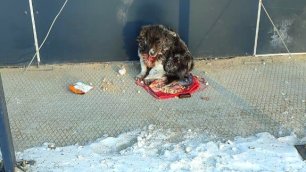 🔴Брошенный пёс замерзал на ледяном бетоне| С травмами Он не мог уйти|Собаку забрали себе| Dog Rescu