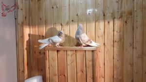 Голубки несут не оплодотворенные яйца. Кто виноват?