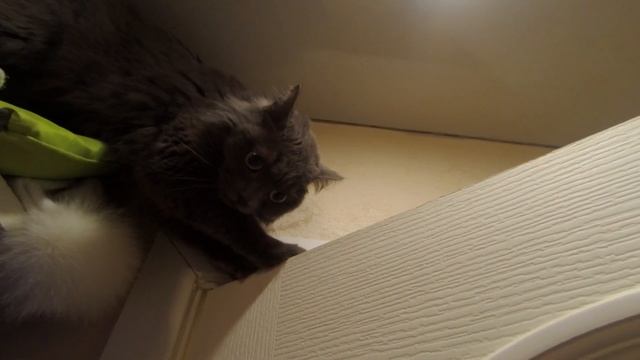 Наша Хэппи №4. Пение наших питомцев. #СобакаНаСемечке #Dog #Basenji #dogsinging #catsinging смотреть онлайн