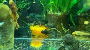 Сомики едят тыкву