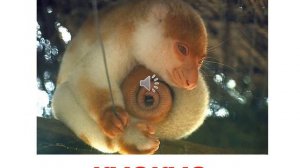 Презентация для детей. Животные сумчатые