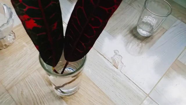 Easy Way to grow Croton from leaf in water|Croton from Leaf|Croton propagation |Plants Kingdom| смотреть онлайн
