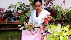 Wishlist Plants unboxing #indoor &outdoor plants #malayalam #foliage green