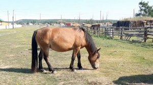 Якутские лошади летом. От 40°С до -60°С. Табун Молодого.