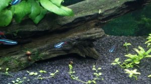 Аквариум с неонами (20 литров)