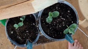 как вырастить арбуз дома - перевалка арбузов в трубы ПВХ через 10 дней после посадки