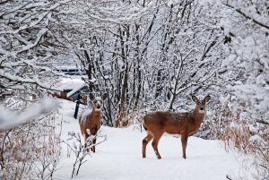 ОХОТА на СИБИРСКУЮ КОСУЛЮ ДОБЫЛИ КОСУЛЮ ВЫХОД на НОМЕР