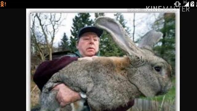 Кролики: порода "Серый Великан" смотреть онлайн