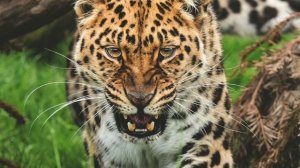 ТОП 5 диких животных из Красной книги мира