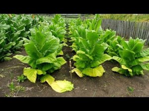 Уборка урожая Курительного табака.