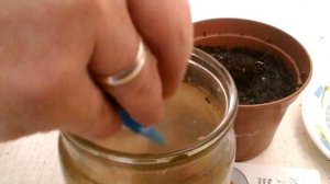 Итоги посадки канны из семян. Росткам 10 дней.