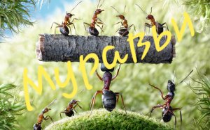 Шпили-Вили (+-)1000 муравьев.🌞