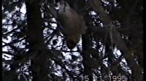 Пушной промысел сезон 1995 года (таёжные зарисовки)