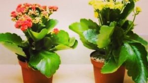 ПОЛЕЗНЫЕ ЦВЕТЫ ДЛЯ ДОМА!!!