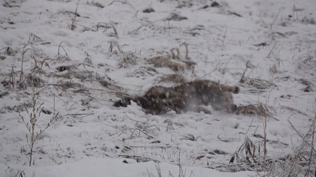 Волк искал спасение у человека, с ним произошло невероятное! смотреть онлайн