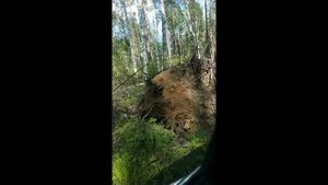 Коп в июне. Вот что можно увидеть во время копа)) Свердловская область.