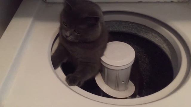 Кошка в стиралке/cat in a washing machine