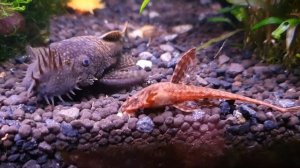 Лорикария красная L010a/L10a и Ancistrus dolichopterus (Анциструс обыкновенный)