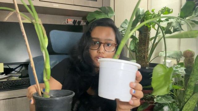 Compare online plant nurseries India | #Ugaoo | #NurseryBuy | #Soiled.in