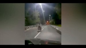 Внезапная встреча с медведем. Медведи в природе. Нападение медведя.
