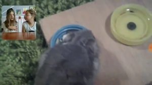 ДЕВОЧКА ИЗДЕВАЕТСЯ НАД ХОМЯКОМ??? Смотрим свои старые видеоролики.